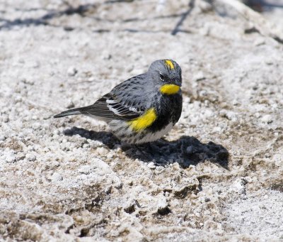 Yellow-rumped Warbler