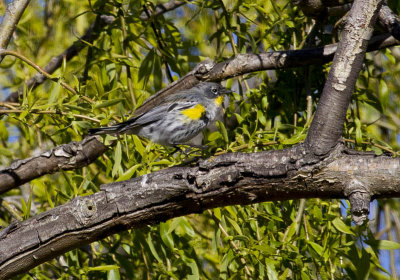 Yellow-rumped Warbler