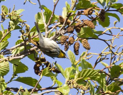 Yellow-throated Warbler