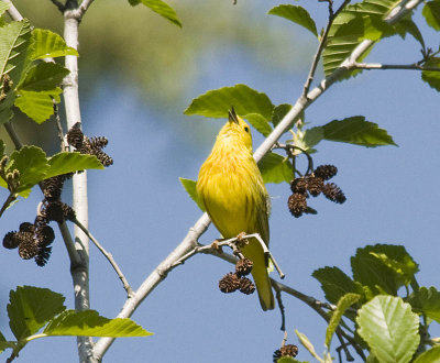 Yellow Warbler