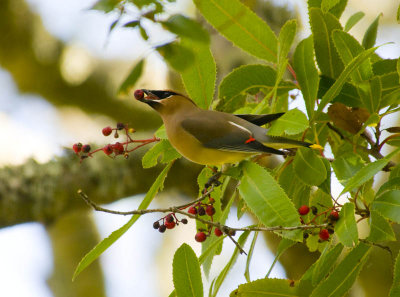 Cedar Waxwing
