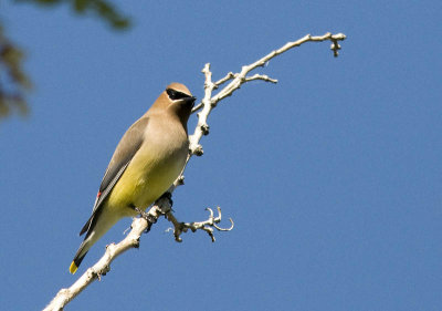 Cedar Waxwing