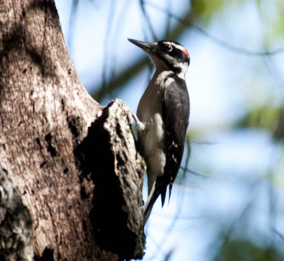 Hairy Woodpecker