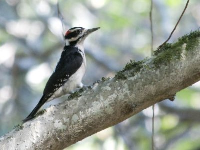 Hairy Woodpecker