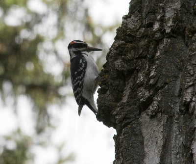 Hairy Woodpecker
