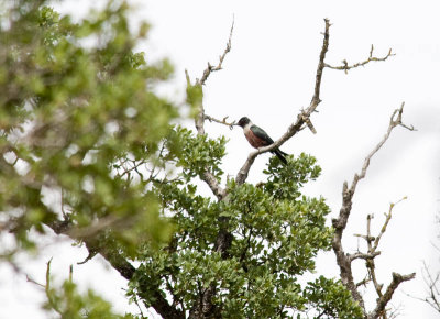 Lewis's Woodpecker