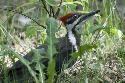 Pileated Woodpecker