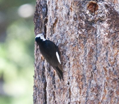 White-headed Woodpecker, female