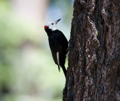 White-headed Woodpecker, male