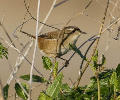 House Wren