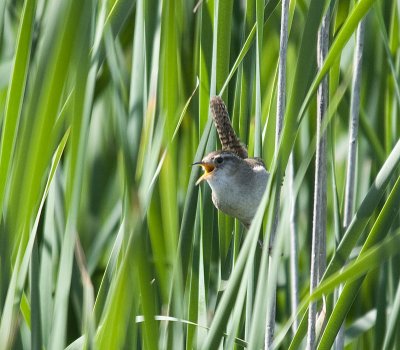 Marsh Wren
