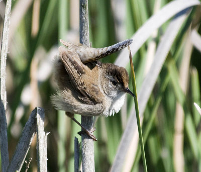 Marsh wren