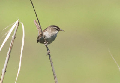 Marsh Wren