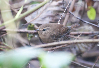 Pacific Wrens