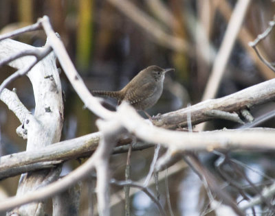 Pacific Wren?