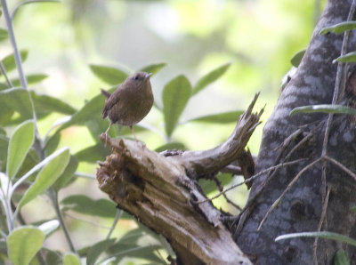 Pacific Wren