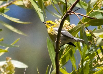 Townsend's Warbler