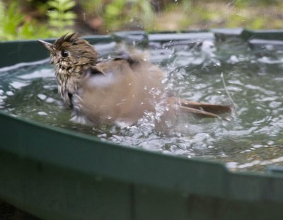Hermit Thrush taking a bath