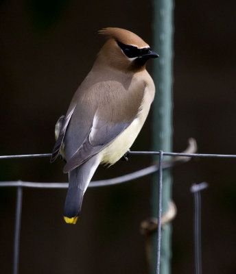 Cedar Waxwing