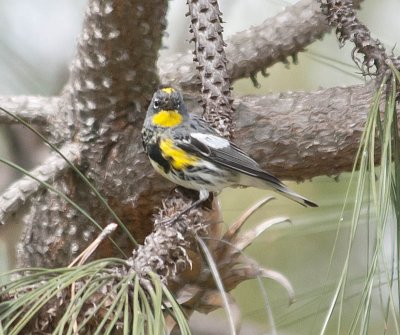 Yellow-rumped Warbler