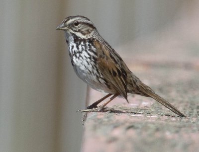 Pickleweed Song Sparrow 1