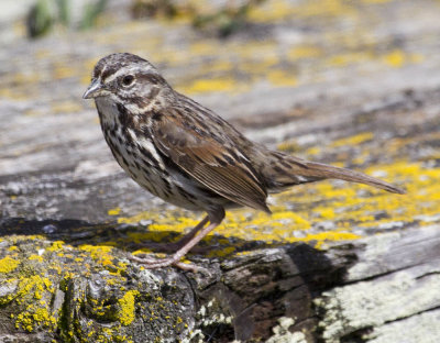 Pickleweed Song Sparrow 3