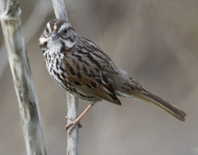 San Francisquito Creek Song Sparrow 2