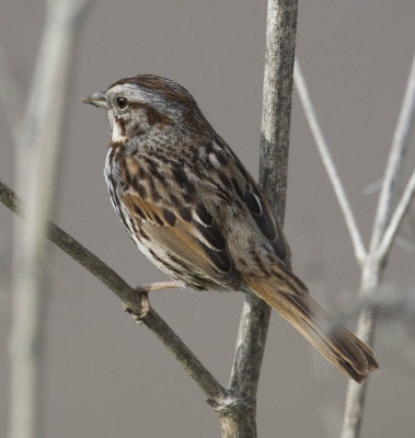 San Francisquito Creek Song Sparrow 3