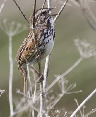 San Francisquito Creek Song Sparrow 4