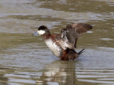 Ruddy Duck