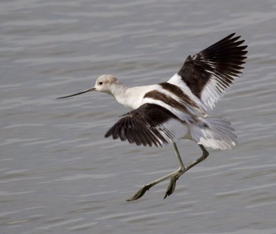 American Avocet