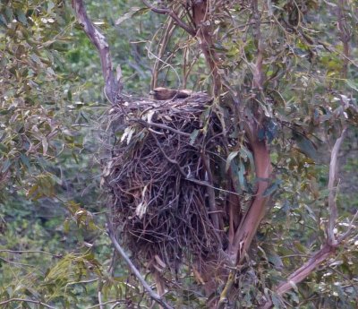 Red-tailed Hawk in nest