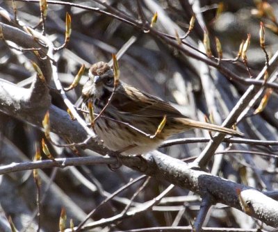 Yosemite Song Sparrow 1