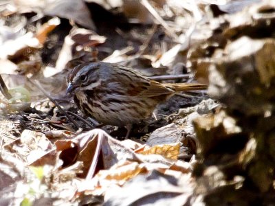 Yosemite Song Sparrow 1