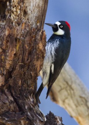 Acorn Woodpecker