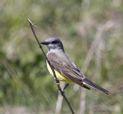 Western Kingbird