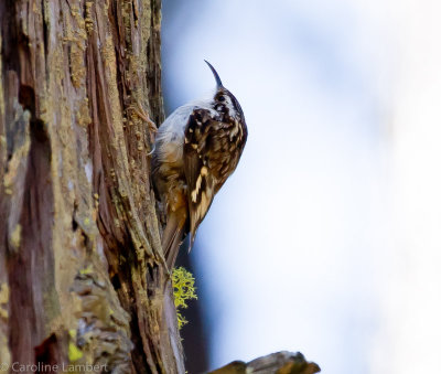 Brown Creeper