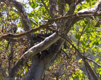 Red-shouldered Hawk nest with barely visible chick