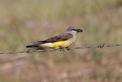 Western Kingbird