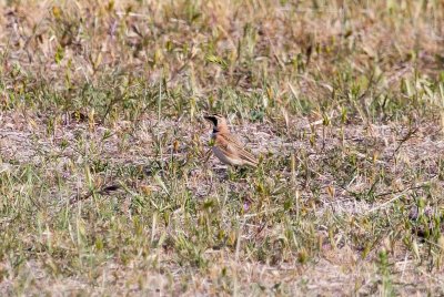 Horned Lark