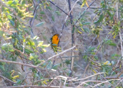 Bullocks Oriole