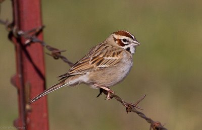 Lark Sparrow