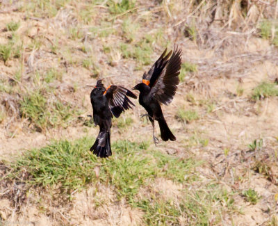 Squabbling Red-winged Blackbirds