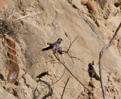 Northern Rough-winged Swallow