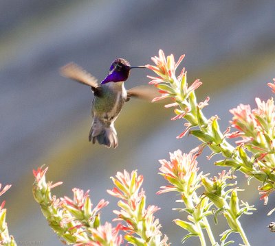 Costa's Hummingbird