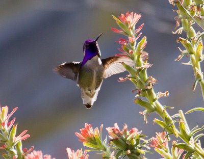 Costa's Hummingbirds