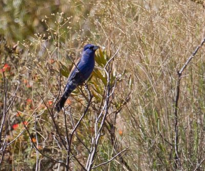 Blue Grosbeak