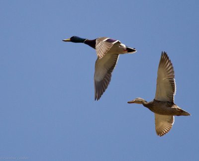 Flying Mallard pair