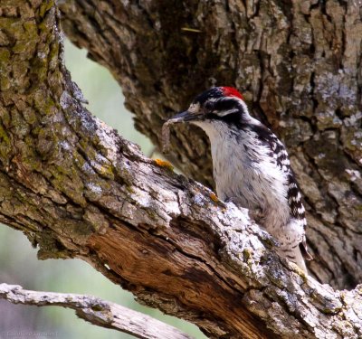 Nuttall's Woodpecker with lunch