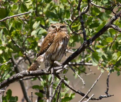 Northern Pygmy-Owl